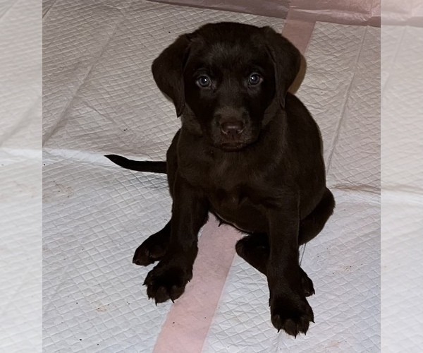 Medium Photo #8 Labrador Retriever Puppy For Sale in SHELBY, NC, USA