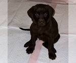 Small Photo #8 Labrador Retriever Puppy For Sale in SHELBY, NC, USA