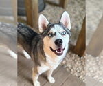 Small #1 Siberian Husky