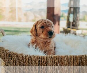 Goldendoodle Puppy for Sale in CHUCKEY, Tennessee USA