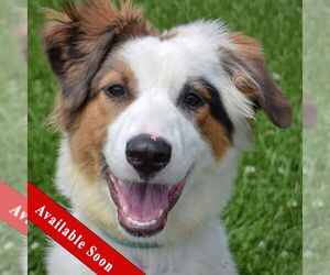Australian Shepherd Dogs for adoption in Huntley, IL, USA