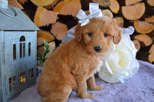 Medium Photo #3 Doodle-Goldendoodle Mix Puppy For Sale in HONEY BROOK, PA, USA