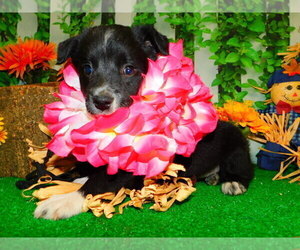 Border Collie Puppy for sale in HAMMOND, IN, USA