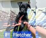 Small GIANT SCHNAUZER  Mix