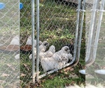 Small Photo #1 Great Pyrenees Puppy For Sale in BUCKEYE, WV, USA