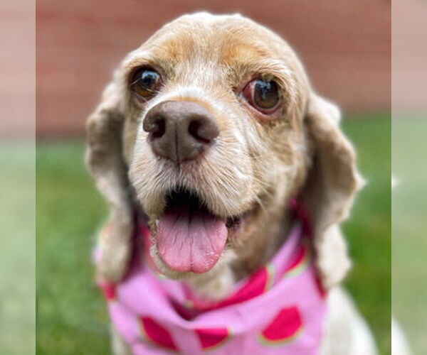 Medium Photo #6 Cocker Spaniel Puppy For Sale in Arlington, VA, USA