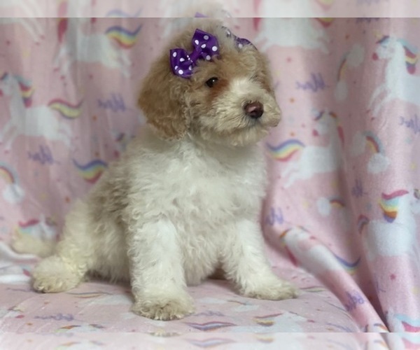Medium Photo #6 Poodle (Miniature) Puppy For Sale in LAKELAND, FL, USA