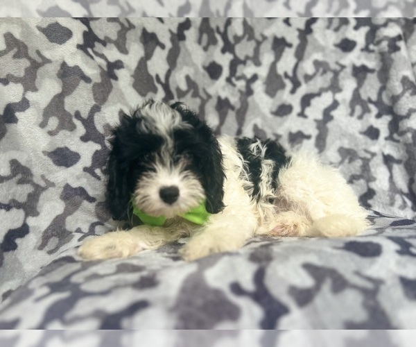 Medium Photo #2 Cavapoo Puppy For Sale in LAKELAND, FL, USA