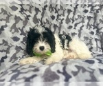 Small #1 Cavapoo