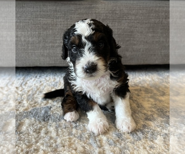 Medium Photo #1 Australian Mountain Dog Puppy For Sale in CULPEPER, VA, USA