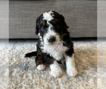 Puppy 5 Australian Mountain Dog