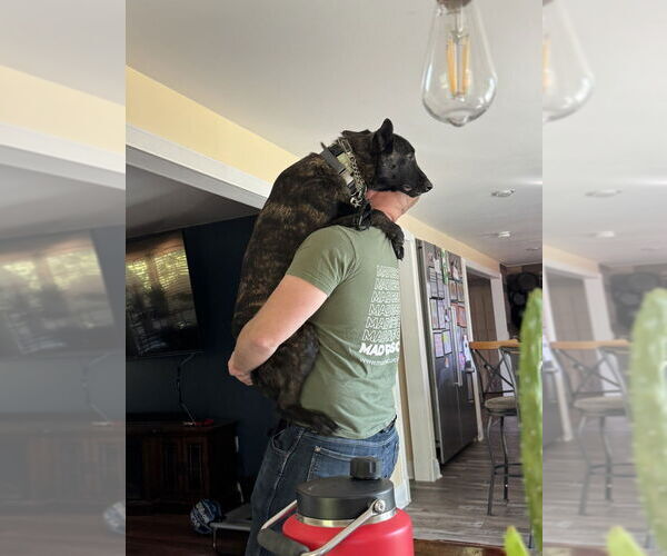 Medium Photo #4 Holland Shepherd Puppy For Sale in Imlay City, MI, USA