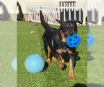 Small Photo #5 Rottweiler Puppy For Sale in Mooresville, NC, USA
