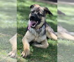 Small #2 German Shepherd Dog Mix