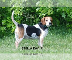 Beagle Dogs for adoption in Aurora, IN, USA