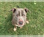 BARNEY - Male Mutt Dog for Adoption - Small photo