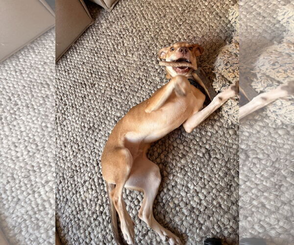 Medium Photo #5 Collie-Unknown Mix Puppy For Sale in Minneapolis, MN, USA