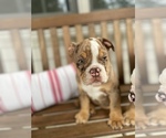 Small Photo #14 Bulldog Puppy For Sale in WATERVILLE, OH, USA