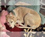 Small #6 Great Dane-Labrador Retriever Mix