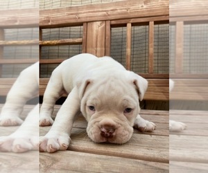 Olde English Bulldogge Puppy for sale in HANFORD, CA, USA