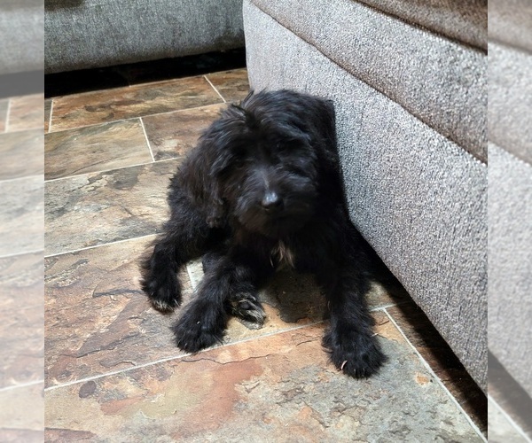 Medium Photo #1 Schnoodle (Giant) Puppy For Sale in HENDERSON, NC, USA
