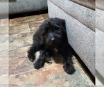 Small Photo #1 Schnoodle (Giant) Puppy For Sale in HENDERSON, NC, USA