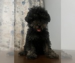 Small #20 Poodle (Miniature)