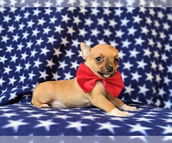 Medium Photo #5 Chihuahua Puppy For Sale in KIRKWOOD, PA, USA