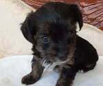 Puppy 4 Yorkshire Terrier