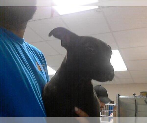 Medium Photo #1 Labrador Retriever Puppy For Sale in Fayetteville, NC, USA