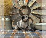 Small #12 Miniature American Shepherd