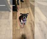 Small Boglen Terrier