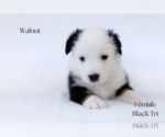 Small #3 Miniature Australian Shepherd