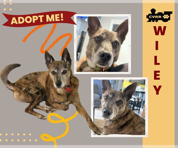 Medium Photo #6 Basenji-Unknown Mix Puppy For Sale in Lindsay, CA, USA