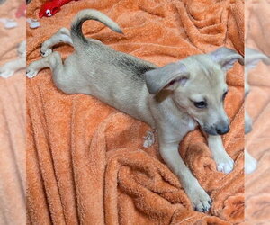 Reggie - Male Beagle Dog for Adoption - Photo #3