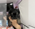 Small Photo #9 Maltipom Puppy For Sale in MIRA LOMA, CA, USA