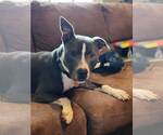Small #10 American Pit Bull Terrier-American Staffordshire Terrier Mix
