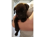 Small Photo #2 Bullmastiff Puppy For Sale in GLEN BURNIE, MD, USA