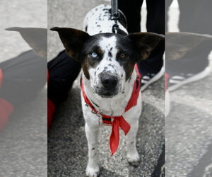 Aussiedor Dogs for adoption in Wakefield, RI, USA