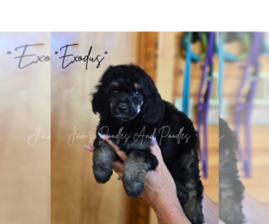 Poodle (Miniature) Puppy for Sale in CLEVELAND, Georgia USA