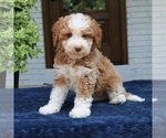 Small #1 Bernedoodle (Miniature)