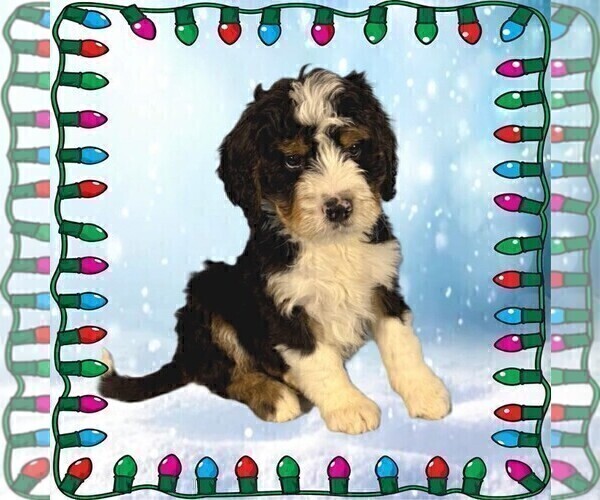 Medium Photo #7 Bernedoodle Puppy For Sale in BLACK FOREST, CO, USA