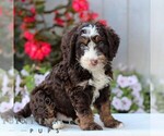 Small #3 Bernedoodle (Miniature)