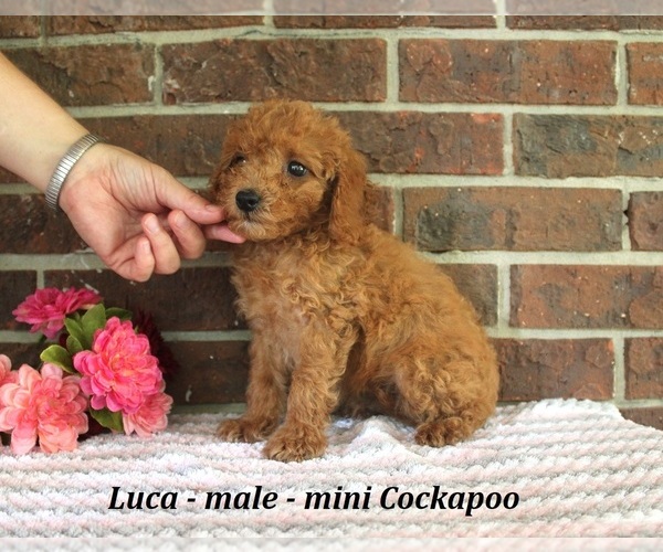 Medium Photo #3 Cockapoo (Miniature) Puppy For Sale in CLARKRANGE, TN, USA