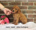 Small #2 Cockapoo (Miniature)
