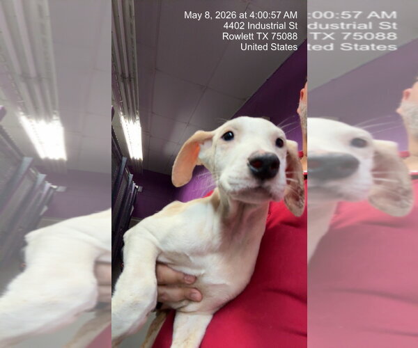 Medium Photo #1 Argentinian Mastiff-Border Collie Mix Puppy For Sale in Rowlett, TX, USA