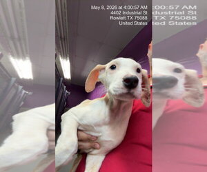 Argentinian Mastiff-Border Collie Mix Dogs for adoption in Rowlett, TX, USA