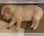 Small Photo #12 Golden Retriever Puppy For Sale in IDAHO SPRINGS, CO, USA