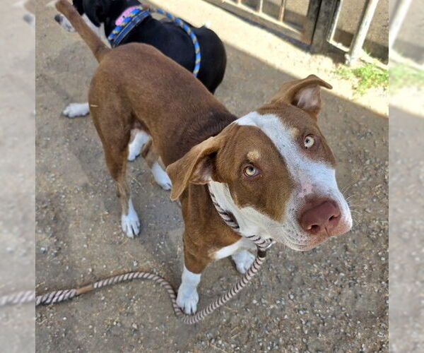 Medium Photo #1 American Pit Bull Terrier-Unknown Mix Puppy For Sale in Long Beach, CA, USA