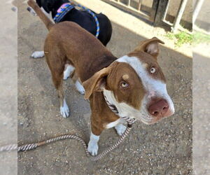 Medium American Pit Bull Terrier Mix